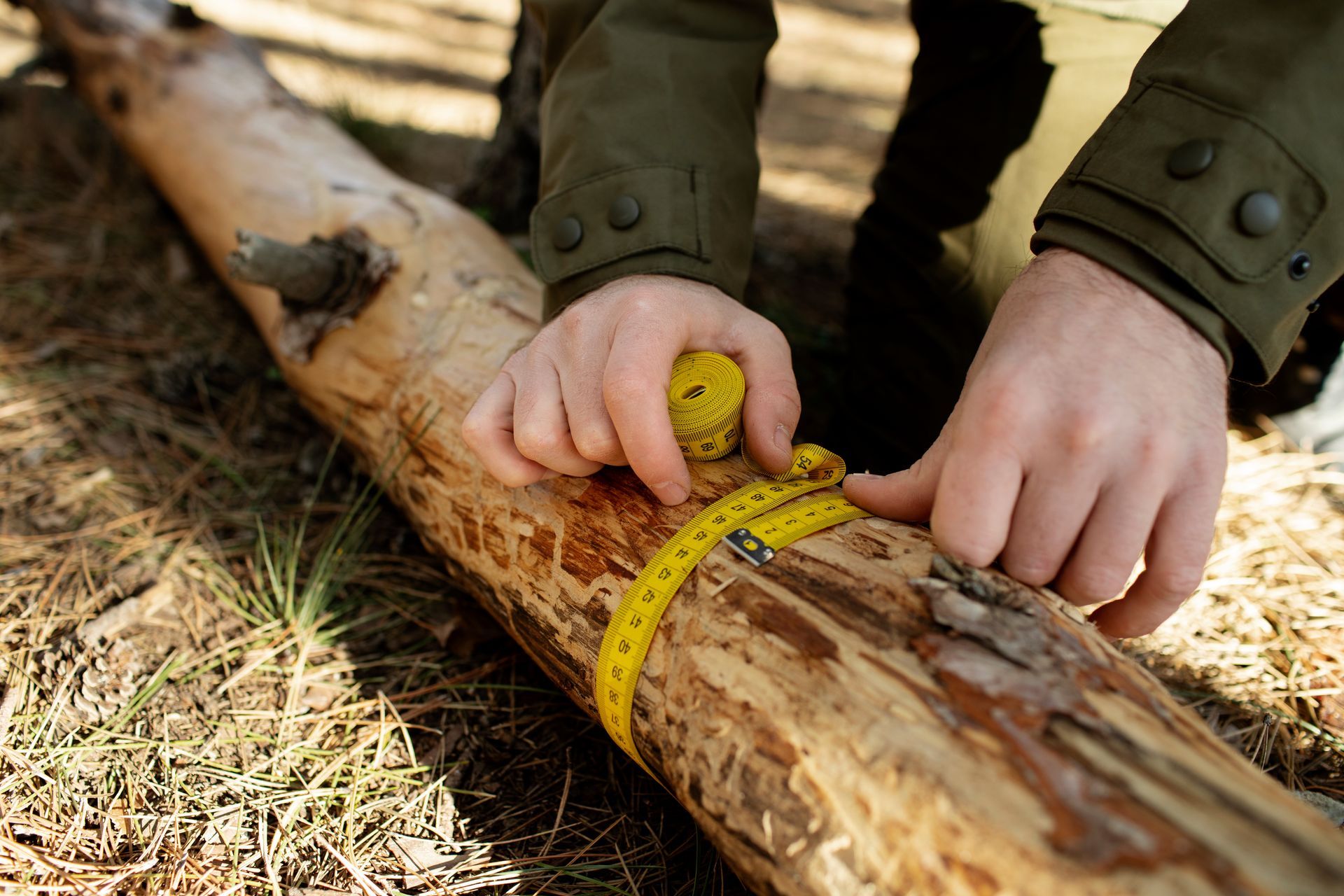Hands measuring a log with a yellow tape measure outdoors