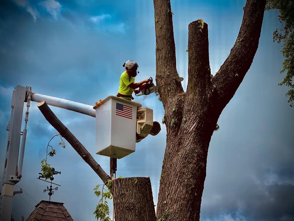 A man in a bucket is cutting a tree with a chainsaw.