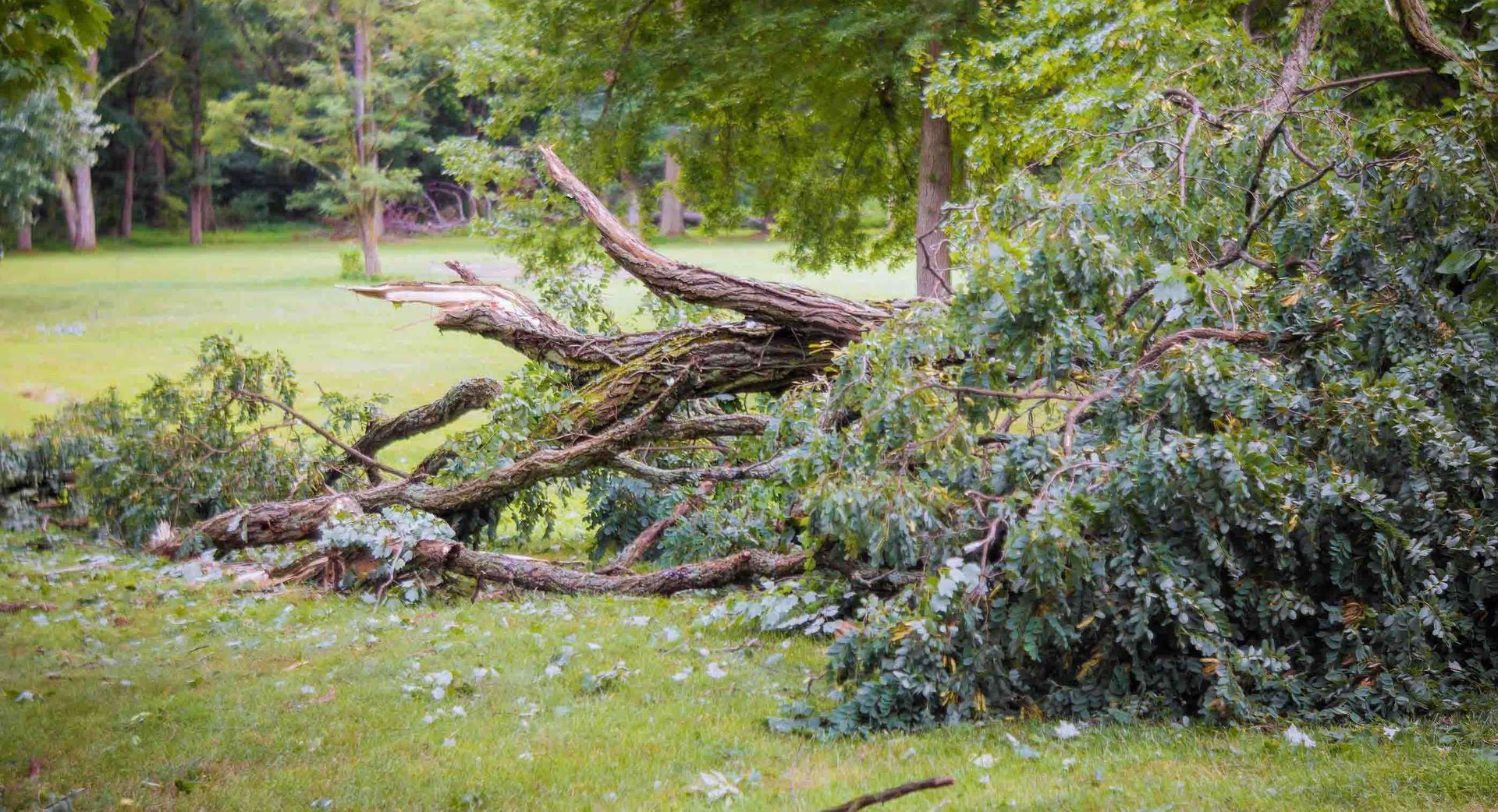 A pile of fallen trees in a park.