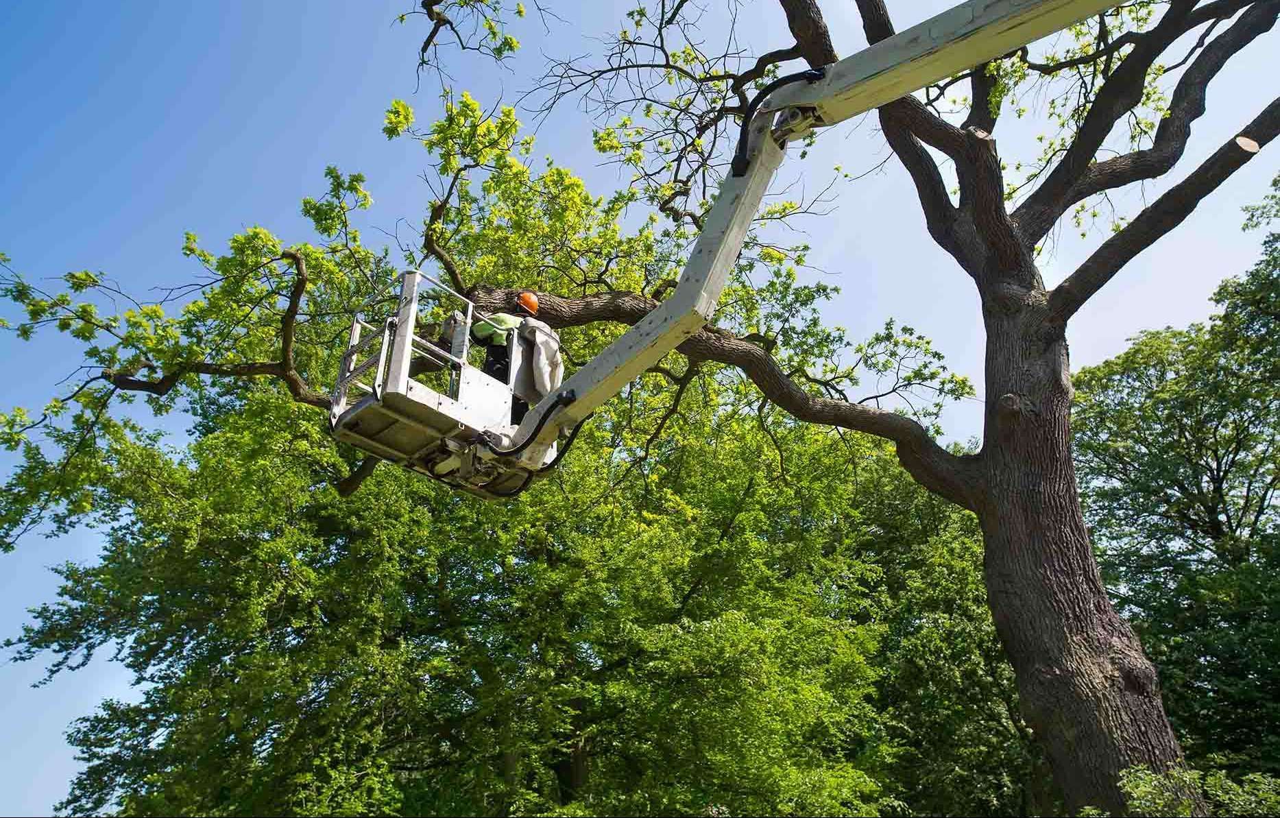 A man is cutting a tree with a crane.