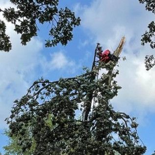 A man is cutting down a tree with a chainsaw.