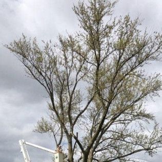 A man in a bucket is cutting a tree with a crane.