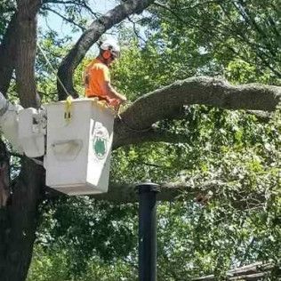 A man is sitting in a bucket on top of a tree.