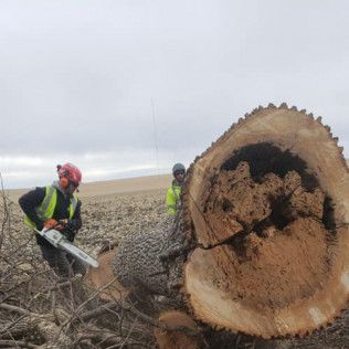 A man is cutting a tree with a chainsaw in a field.