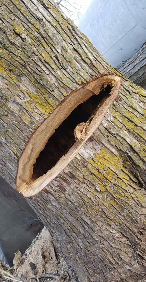 A close up of a tree trunk with a hole in it.