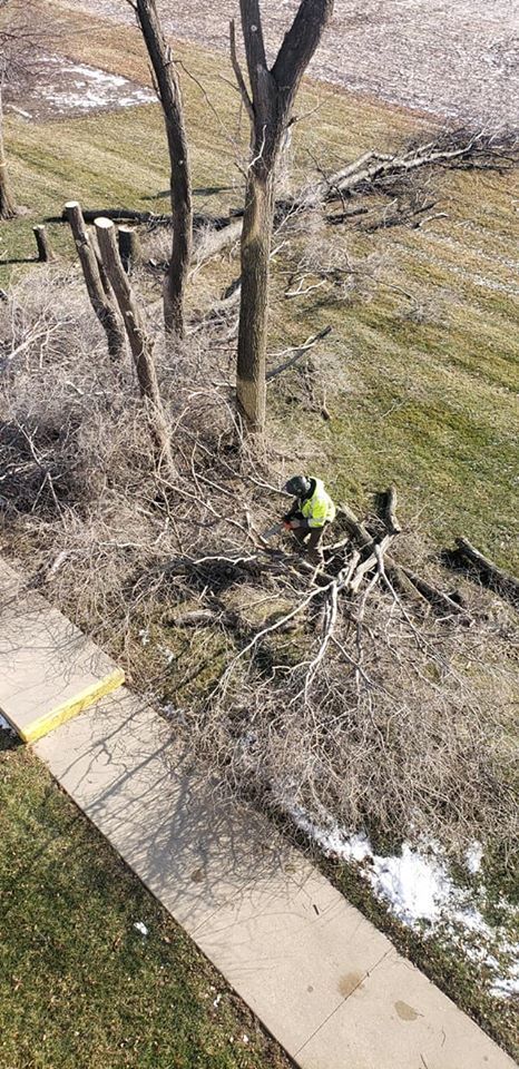 A person is cutting a tree branch next to a sidewalk.