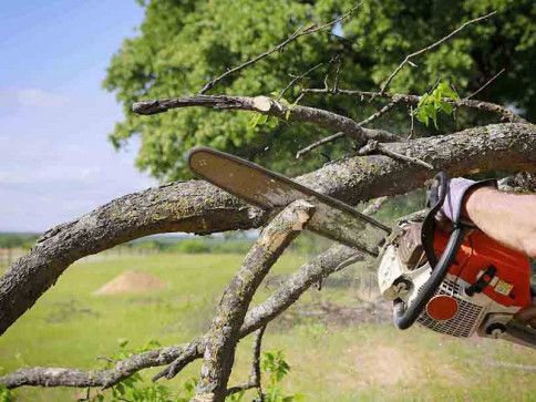 A person is cutting a tree branch with a chainsaw.