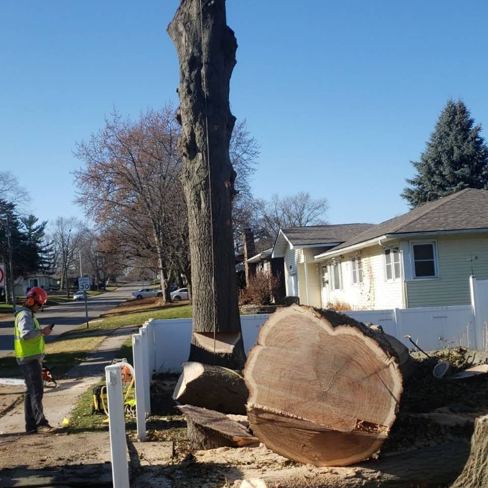 A man in a yellow vest is standing next to a large tree stump