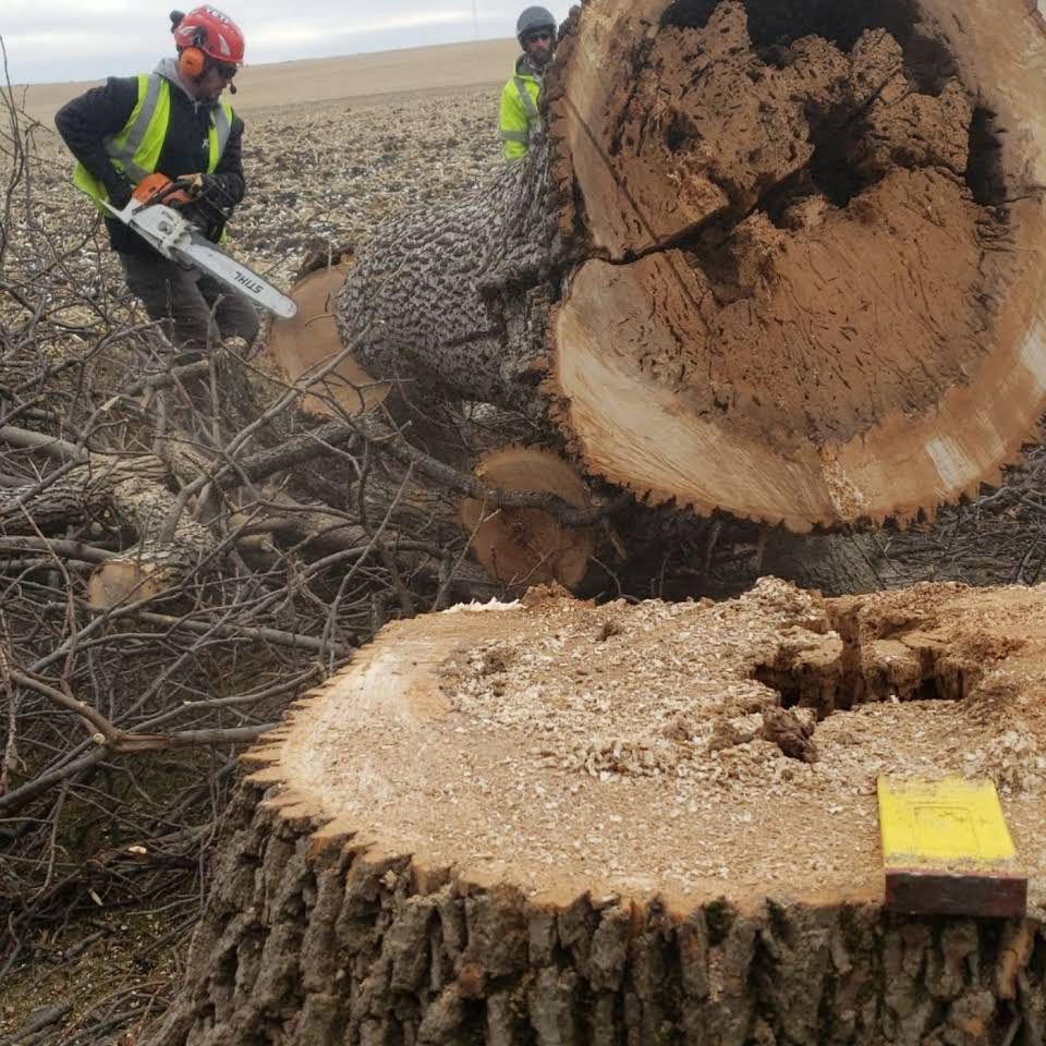 A man is cutting a tree stump with a chainsaw