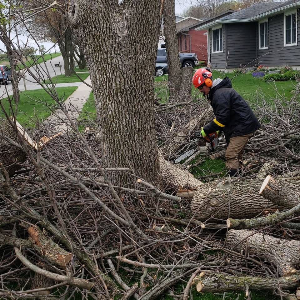 A man is cutting a tree with a chainsaw.