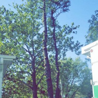 A tree is being cut down in front of a house.