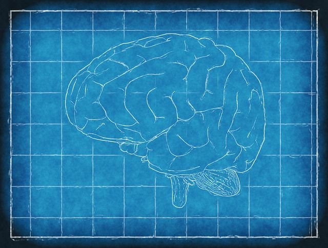 Image of a brain in a blueprint style. Image from Pixabay by thedigitalartist-202249