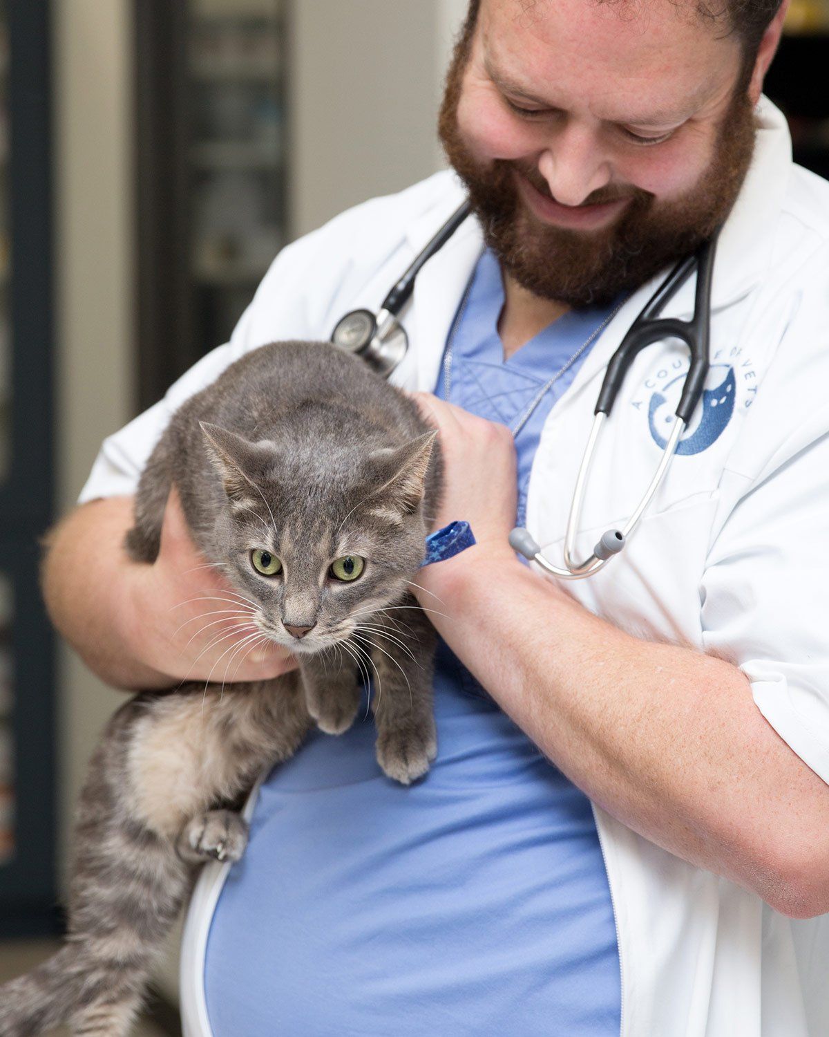 Vet technician holding a gray cat - A Couple of Vets