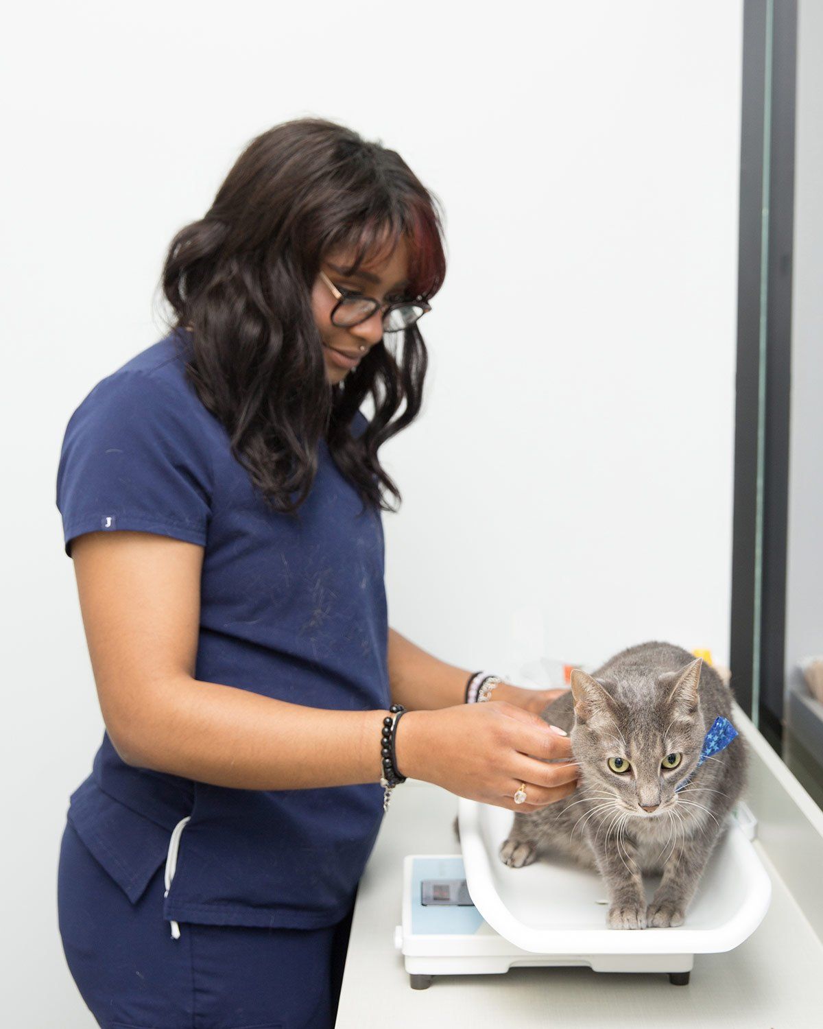 Vet technician examining a gray cat - A Couple of Vets