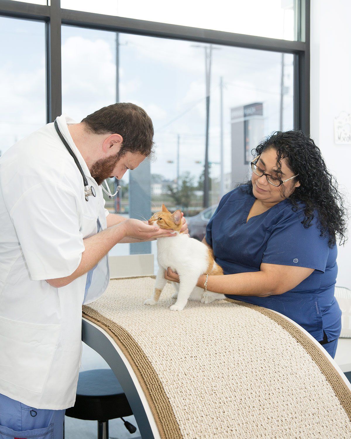 A veterinarian with a vet tech examining a cat