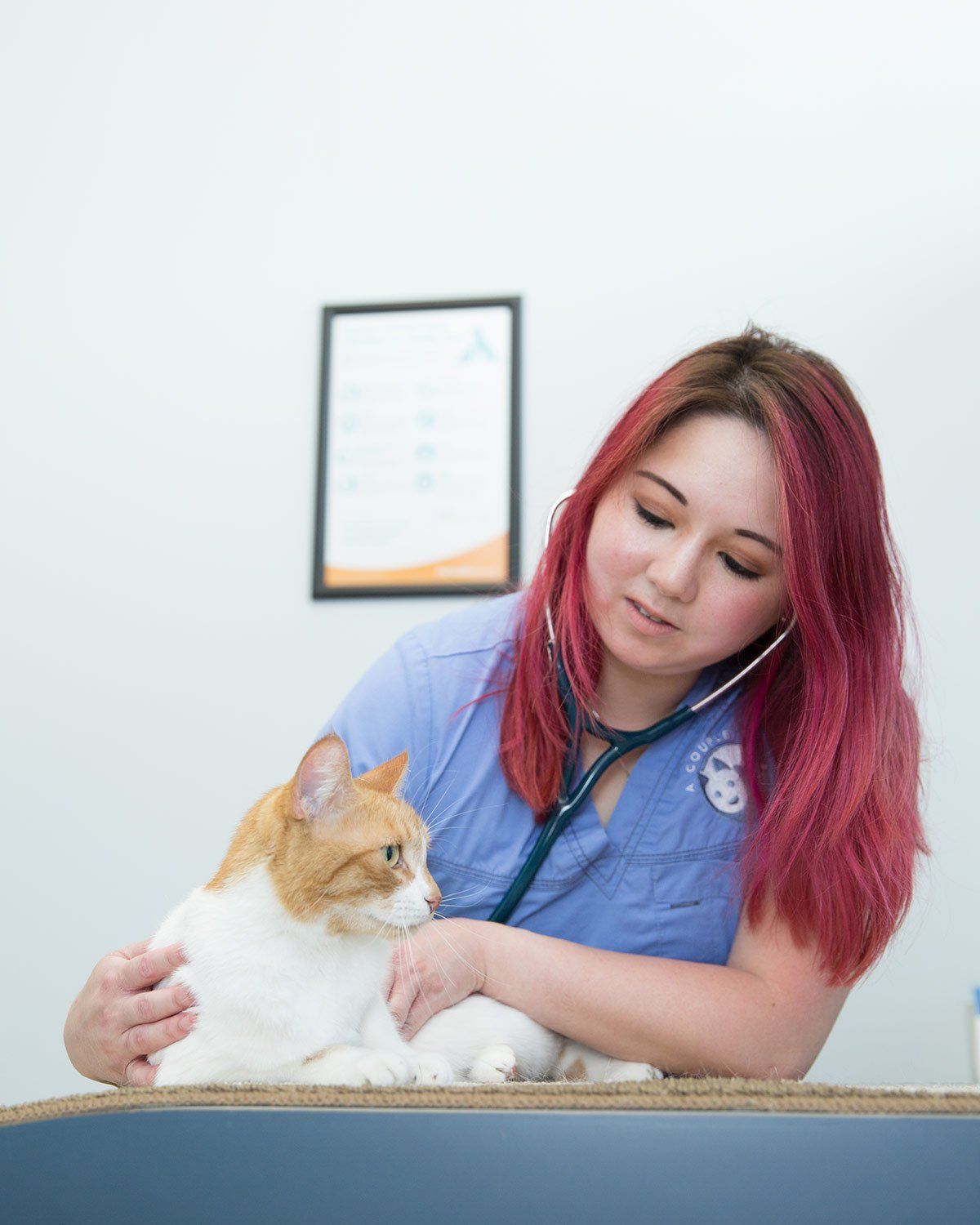 Female Veterinary  Doctor with orange and white cat