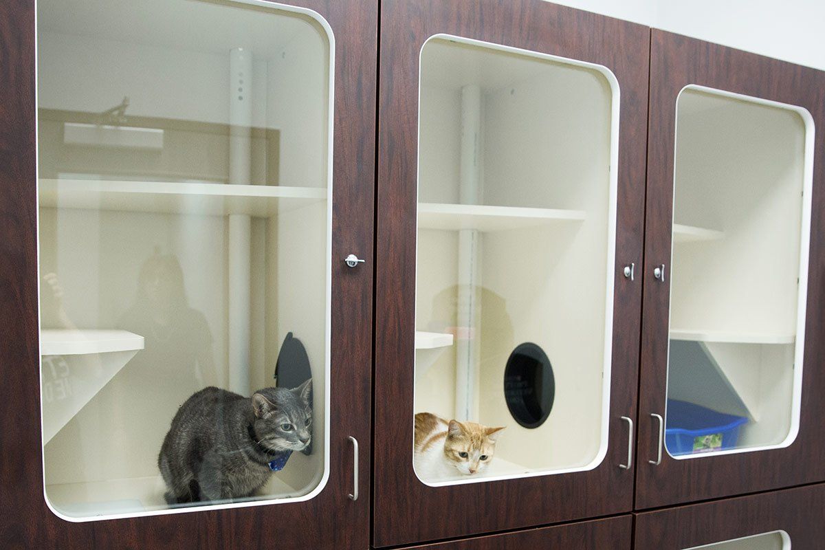 Pet Hospitilization at A Couple of Vets