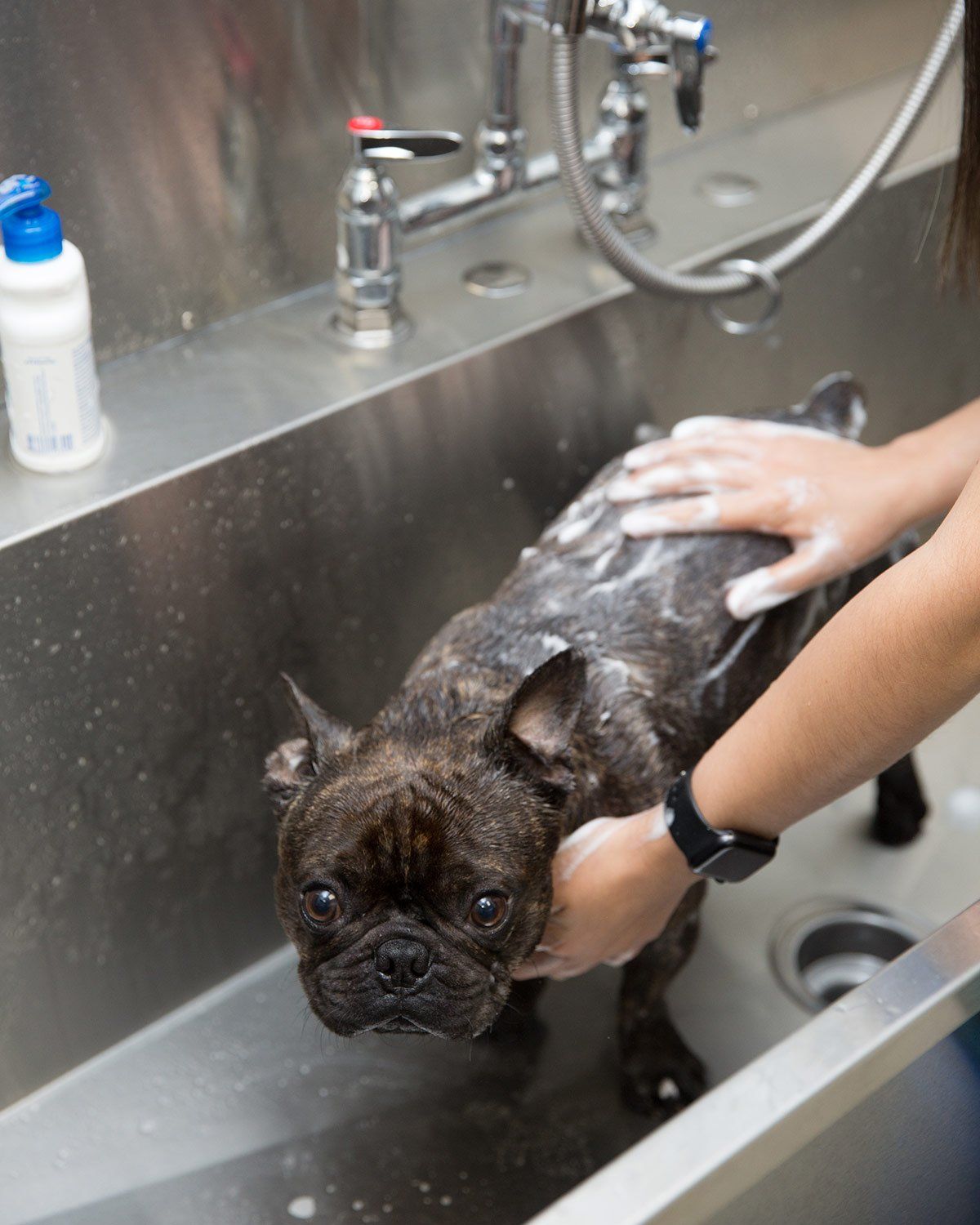 dog getting shampooed at a couple of vets