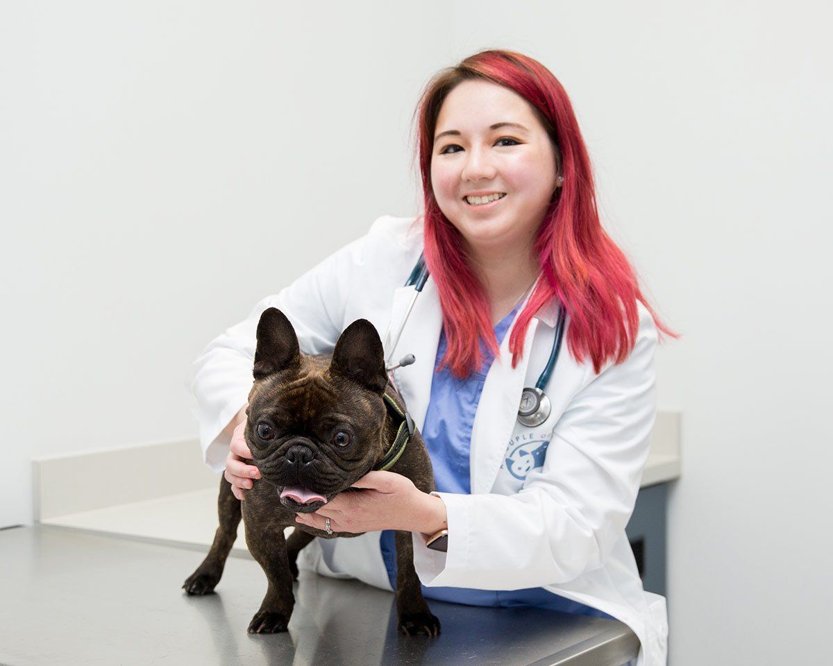 Female Vet technician holding a French bulldog - A Couple of Vets