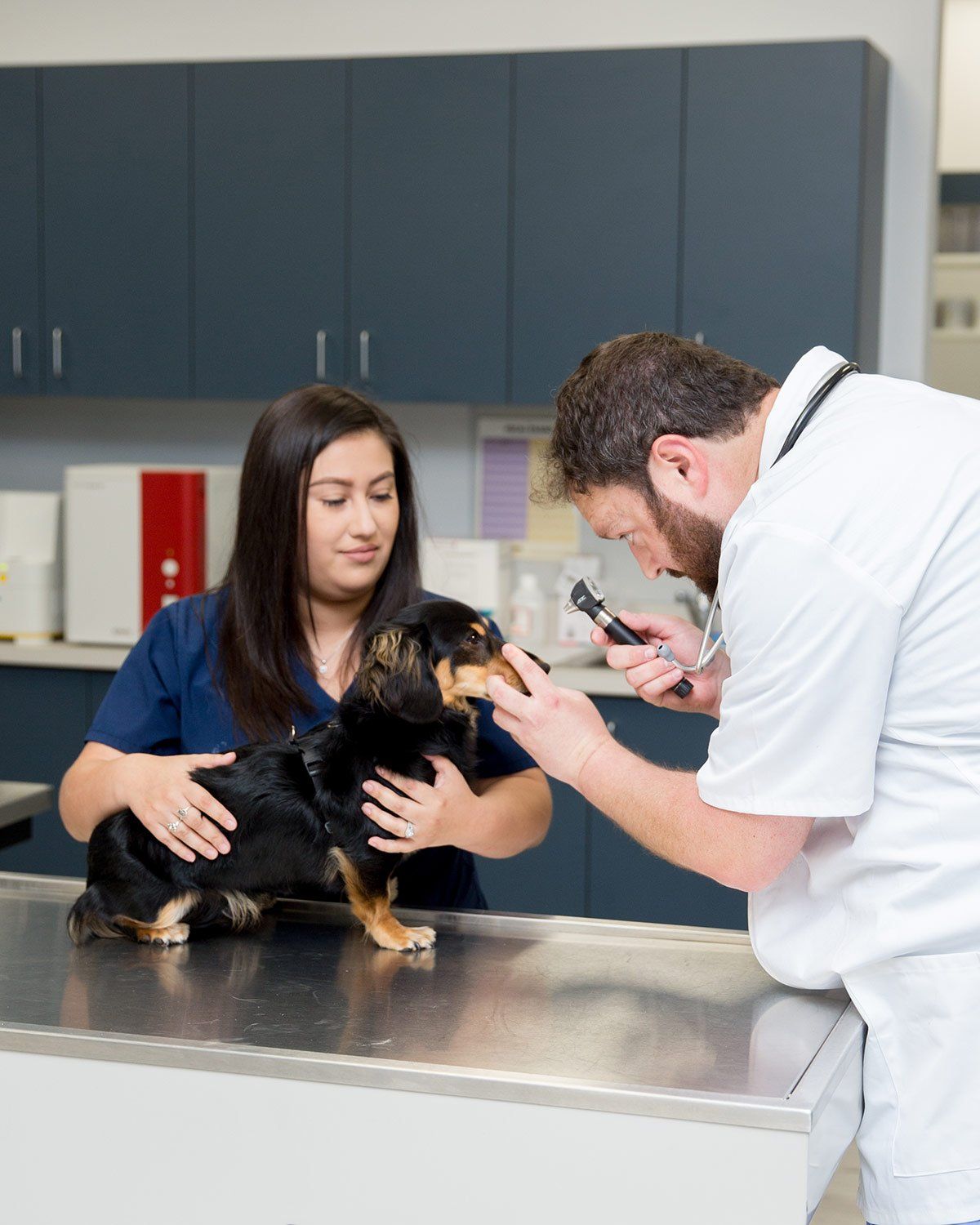 Dog Eye Exam at A Couple of Vets