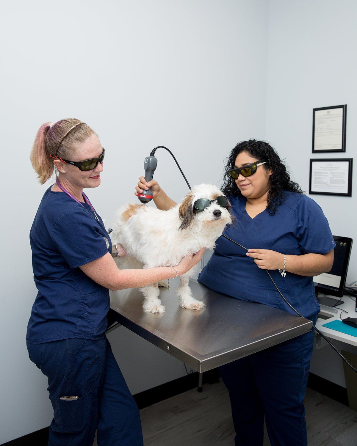 Annual exam on a medium sized white dog