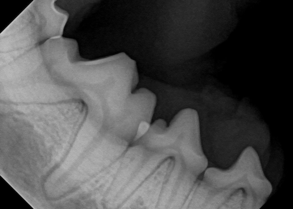 Healthy Canine Teeth on Side of Mouth