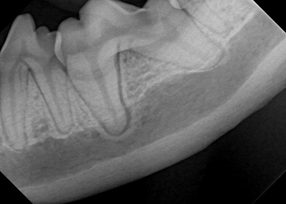 Healthy Canine Teeth & Roots