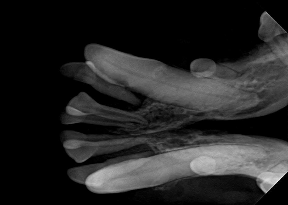Dental Bone Loss in Canine Upper Jaw on X-Ray