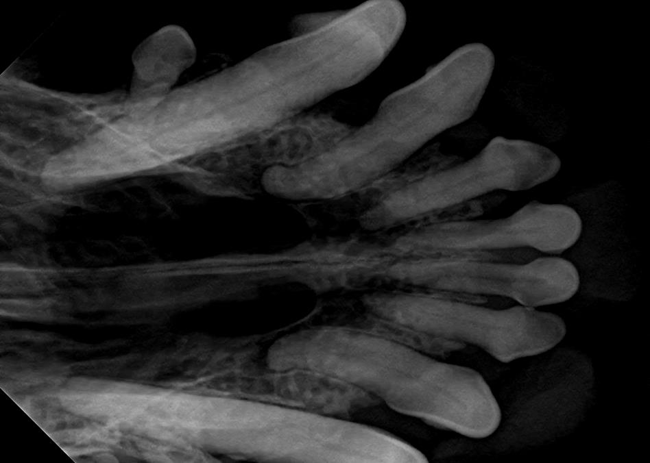 Dental Bone Loss in Canine Bottom Jaw on X-Ray