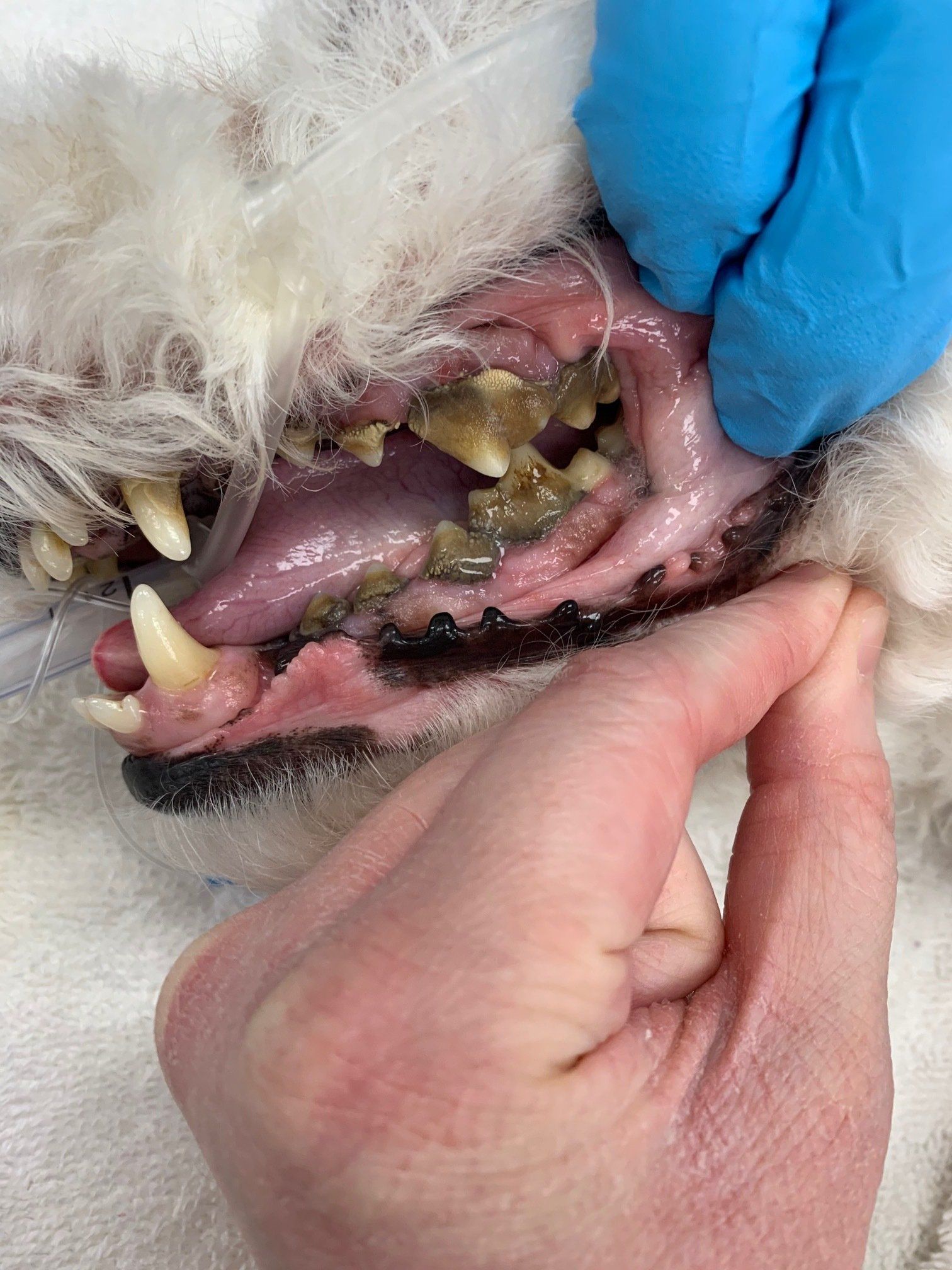 Dog's Teeth Before Pet Dental Cleaning