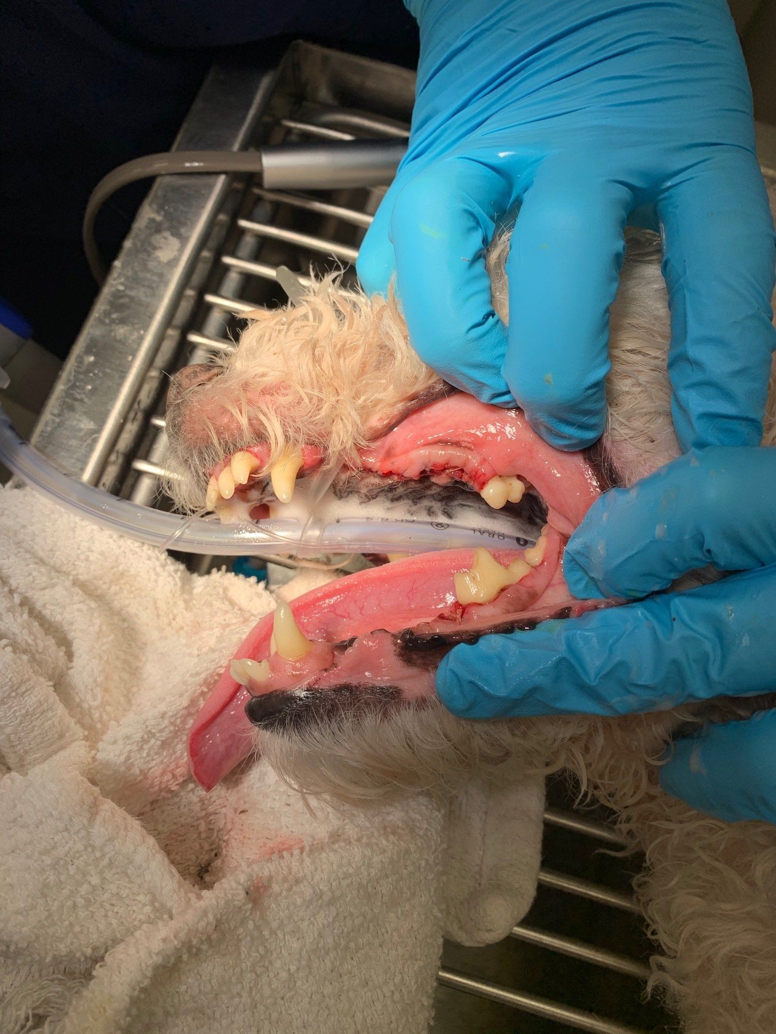 Dog's Teeth After Pet Dental Cleaning