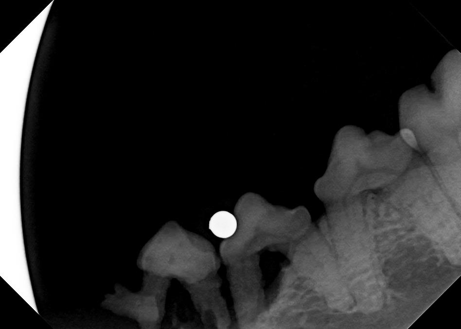 Gum Recession in Canine X-Ray