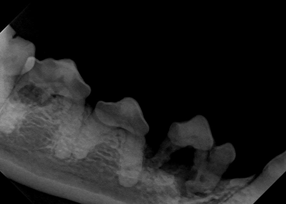 Dental Bone Loss in Canine X-Ray