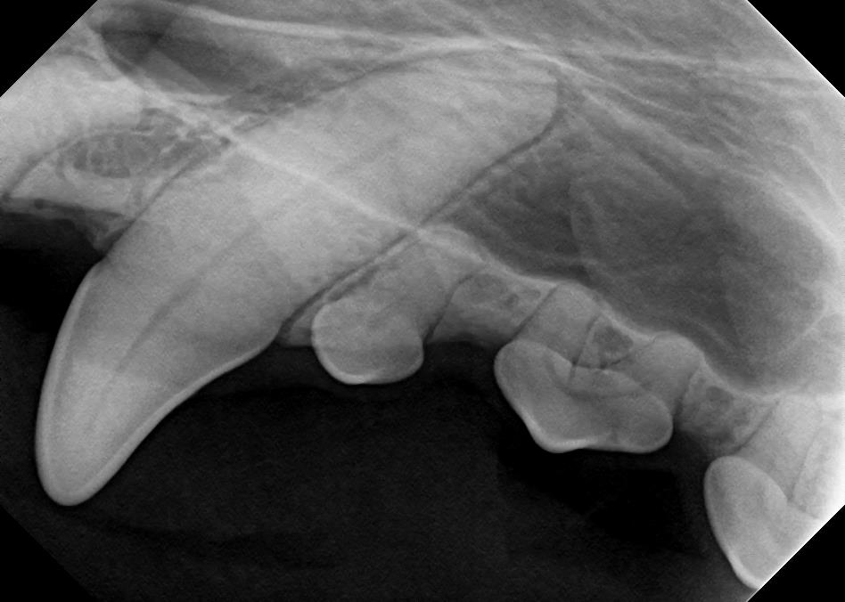 Healthy Canine Teeth