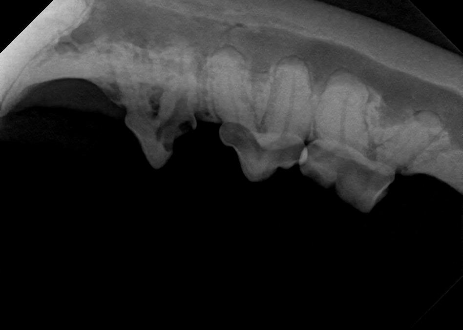 Cavities Present in Feline X-Ray