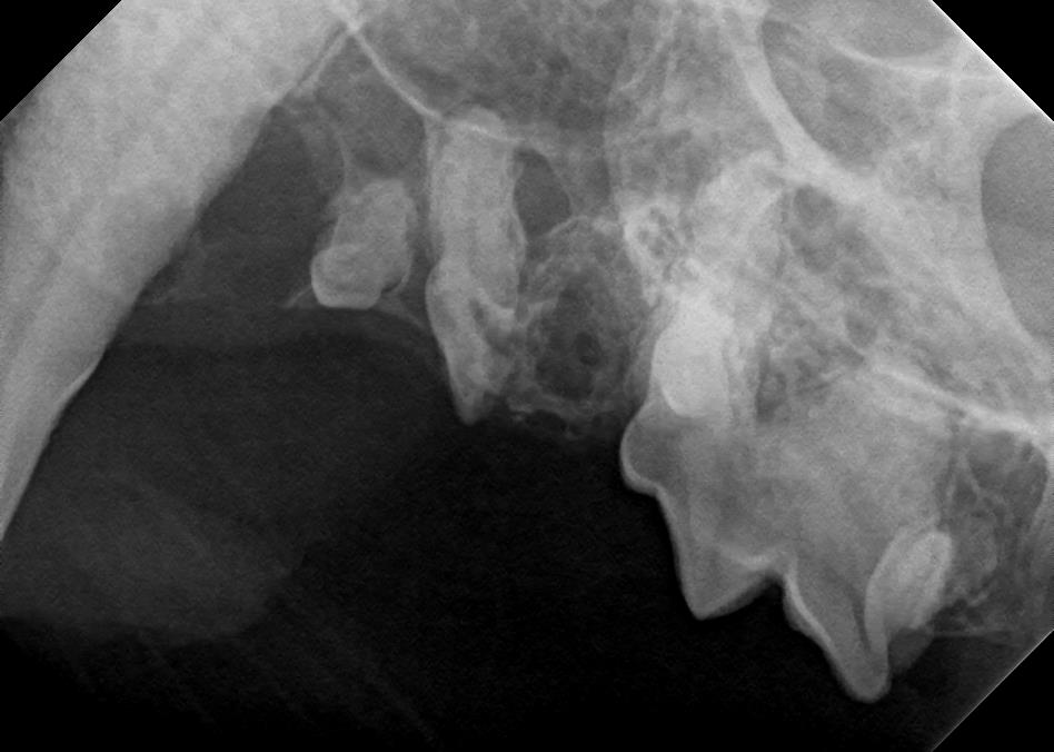 Resorptive Teeth Condition Present in Feline X-Ray