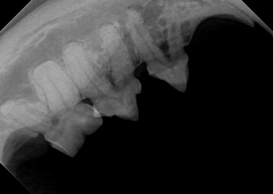 Dental Bone Loss in Feline X-Ray