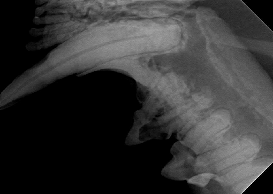 Cavities in Feline X-Ray