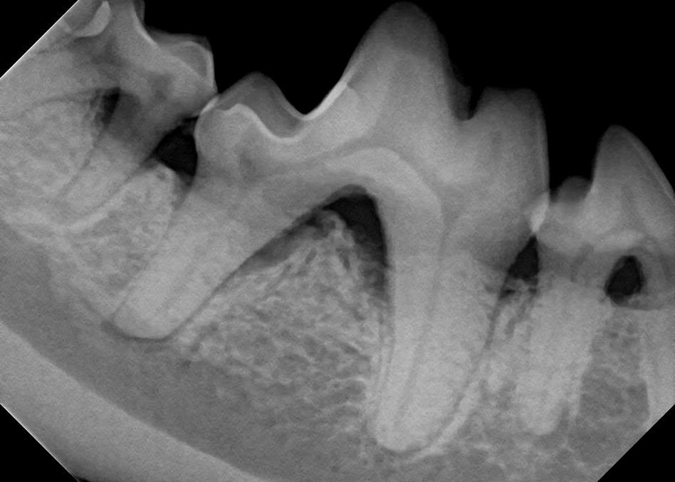 Dental Bone Loss in Canine X-Ray