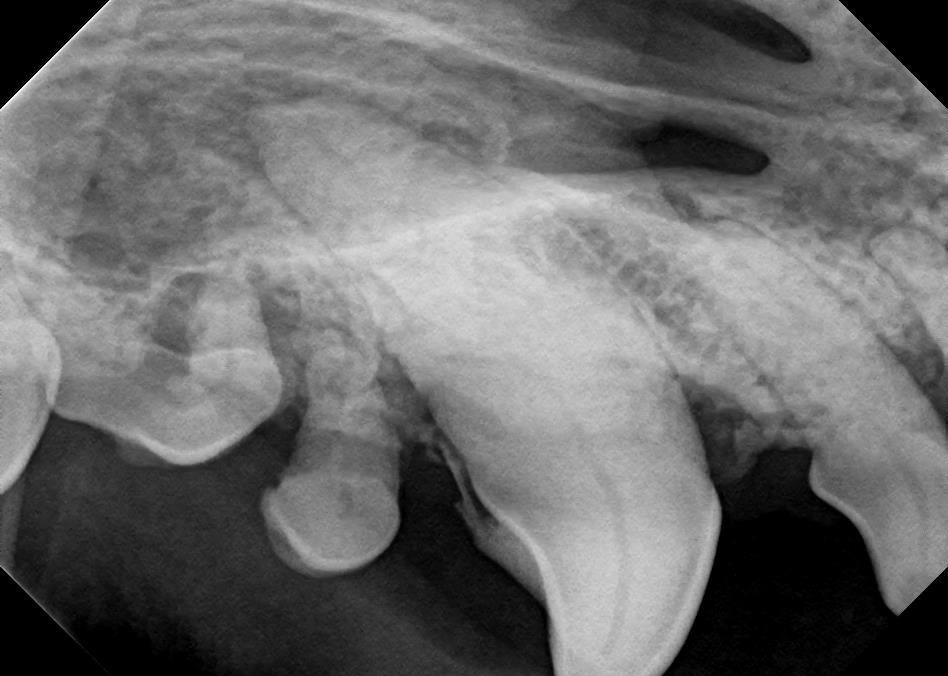 Dental Ligament Loss in Canine X-Ray