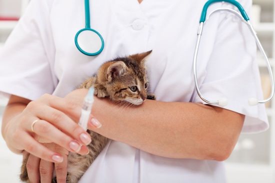 veterinario vaccina gatto