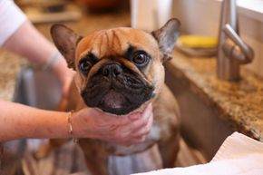 Dog Care