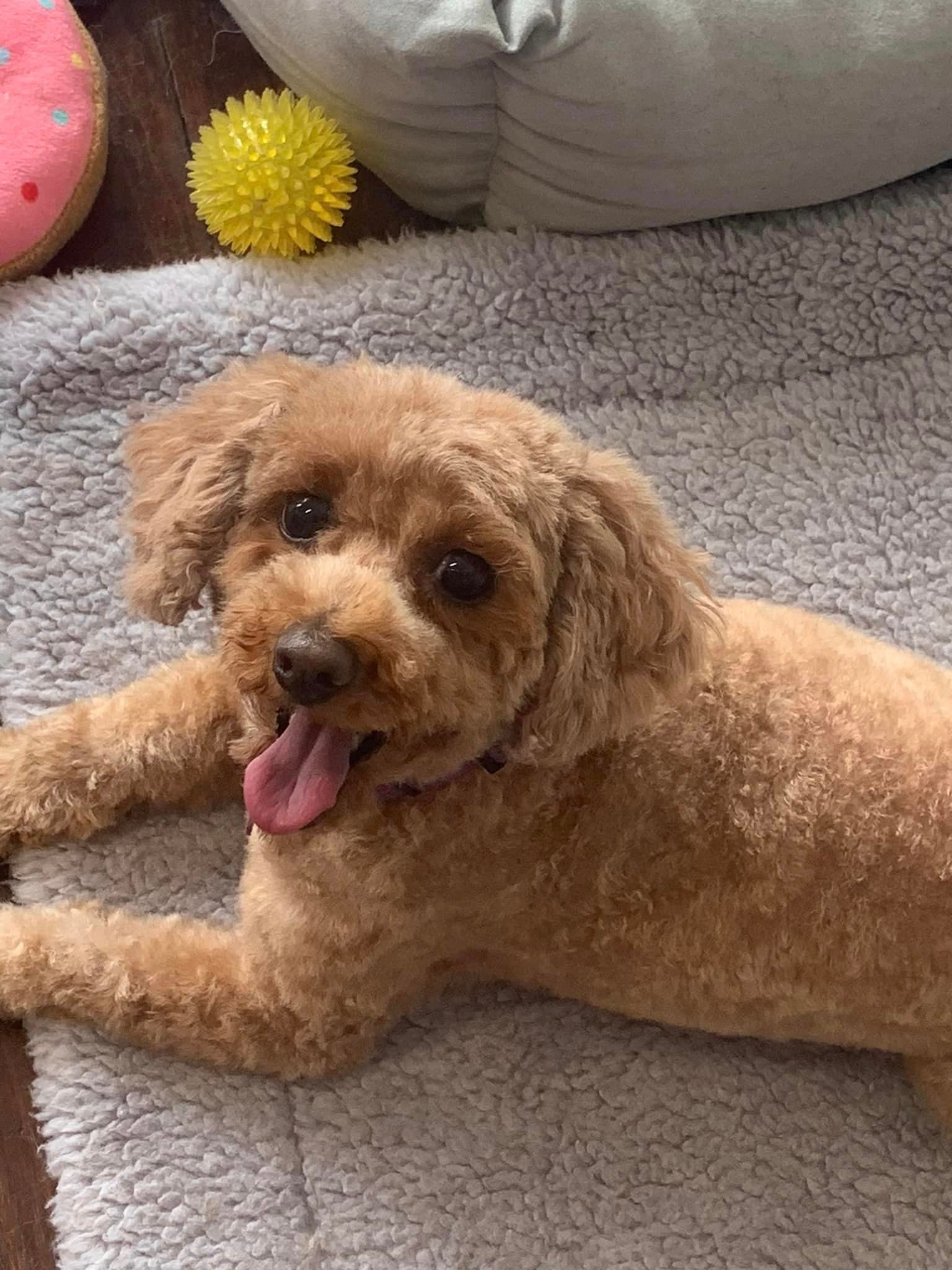 A Small Brown dog is Laying on a Blanket with its Tongue Hanging out — Professional Dog Grooming in Wauchope, NSW