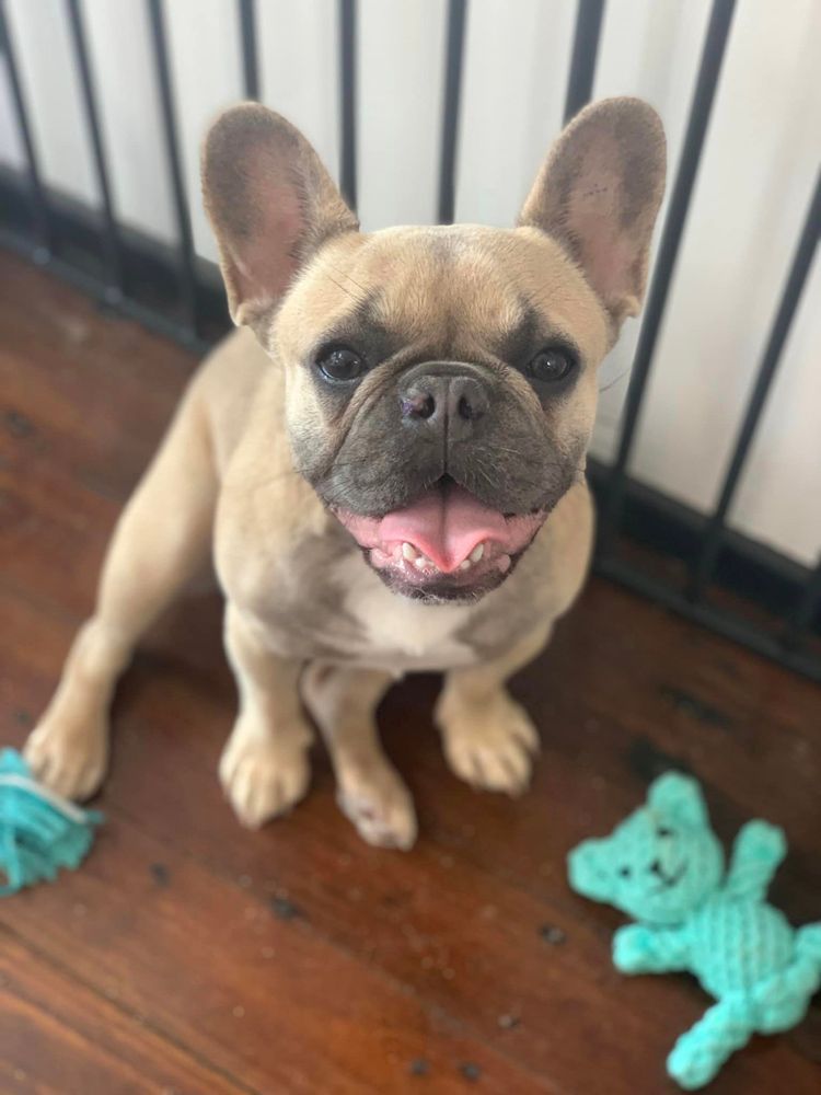A French Bulldog Puppy is Sitting on a Wooden floor next to a Teddy bear toy — Professional Dog Grooming in Wauchope, NSW