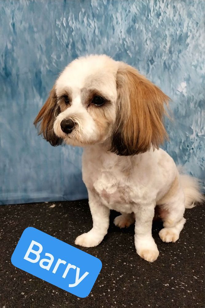 Small Brown And White Dog Named Barry — Professional Dog Grooming in Wauchope, NSW