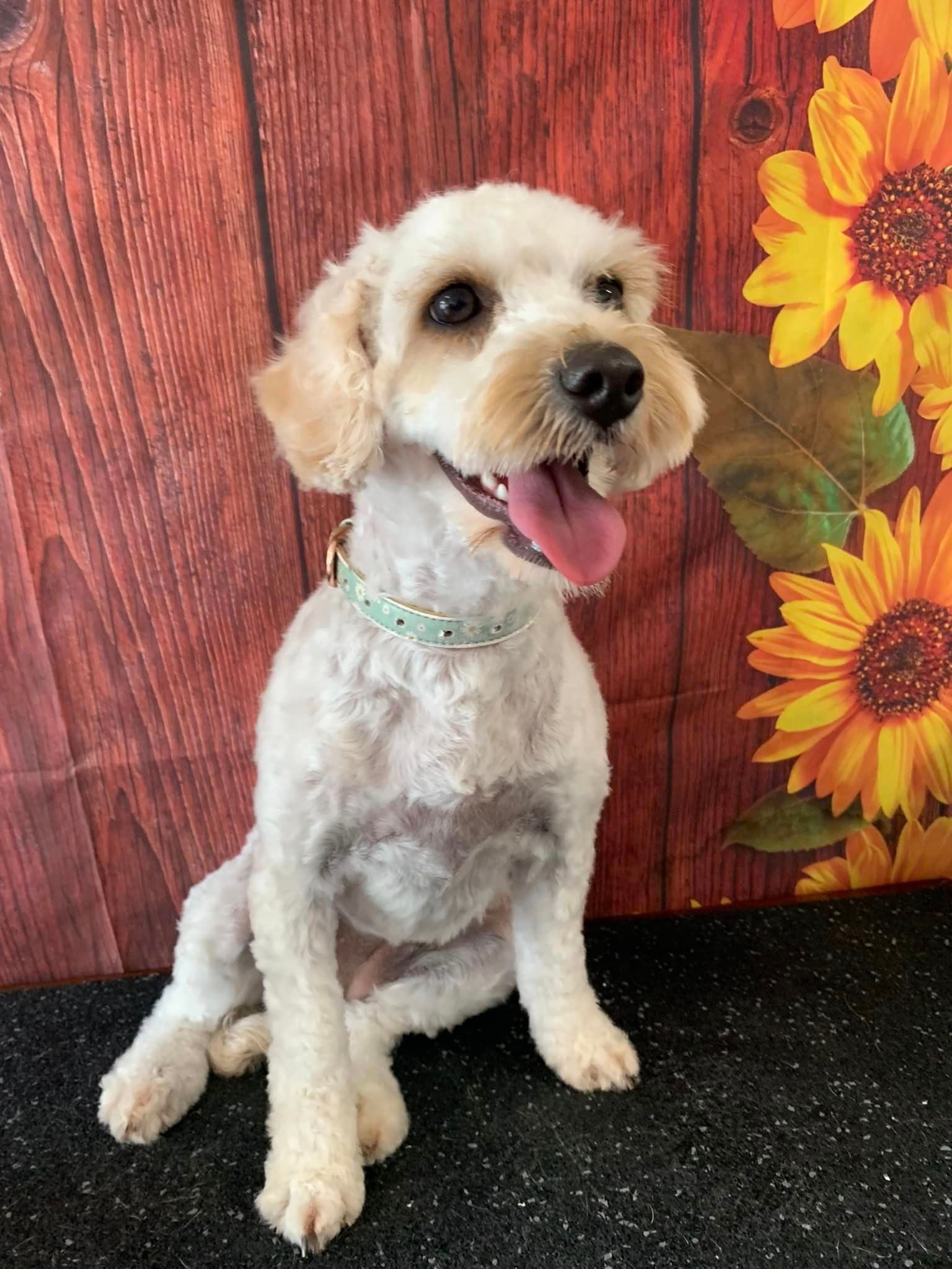 A Small White dog is Sitting in front of a Wooden wall with Sunflowers in the Background  — Professional Dog Grooming in Wauchope, NSW