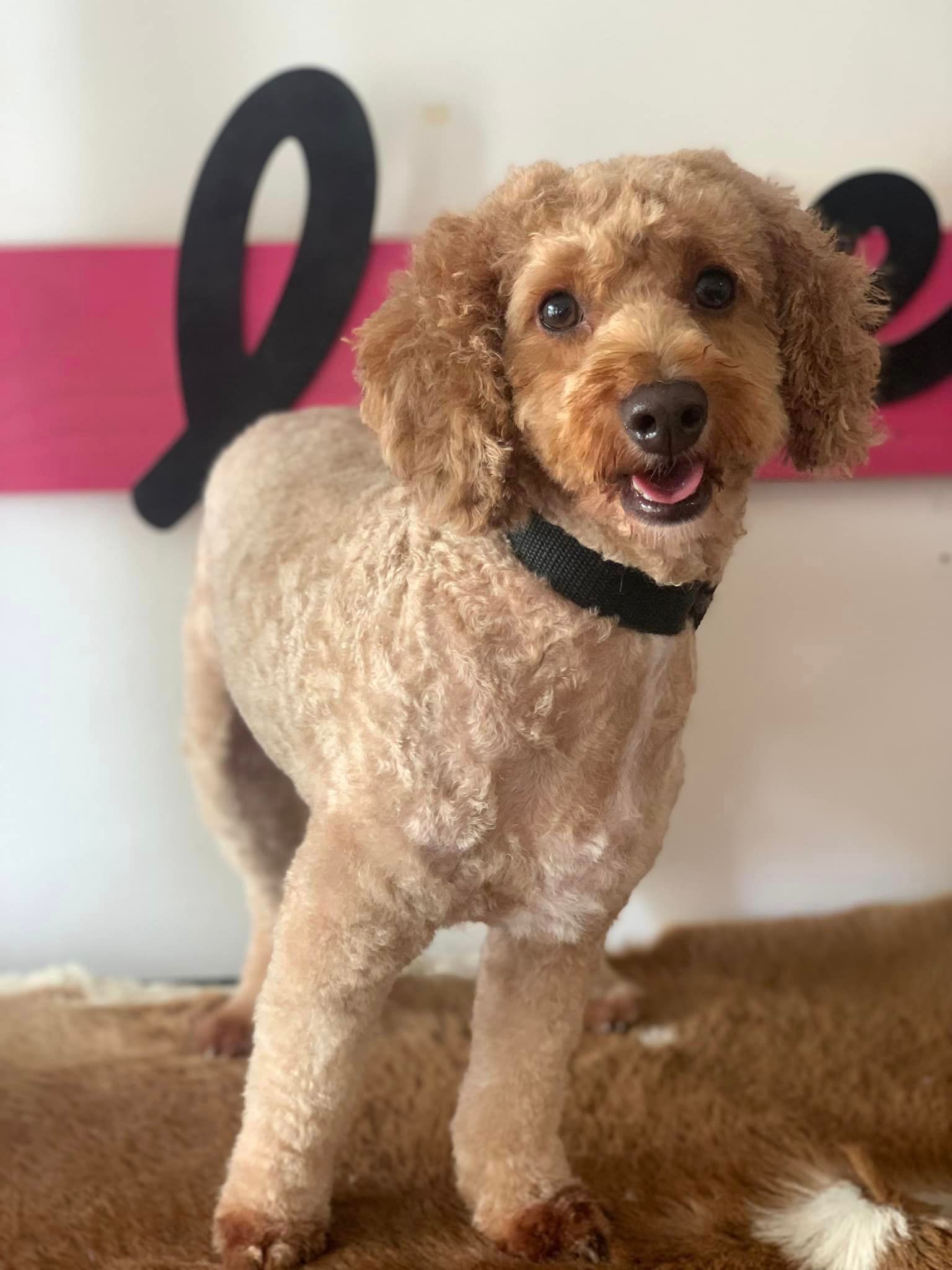 Russian Spaniel Seating In Front Of Wooden Wall — Professional Dog Grooming in Wauchope, NSW