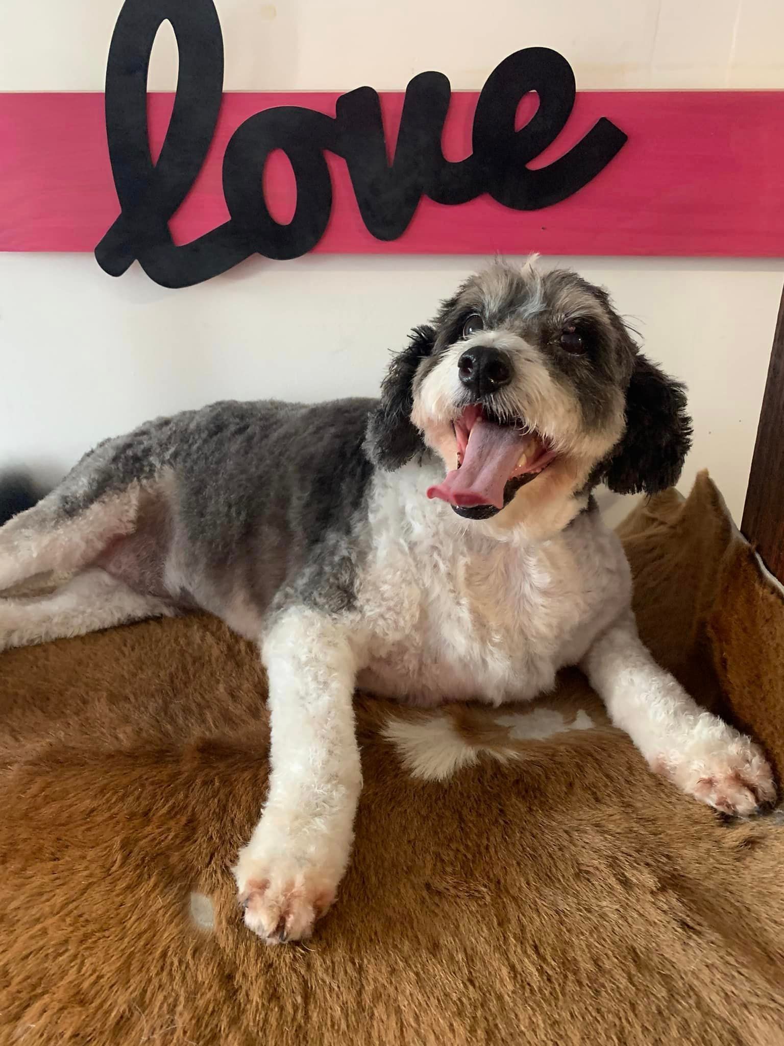 Two dogs, one Brown and one Black, are Sitting next to each other on a bed — Professional Dog Grooming in Wauchope, NSW