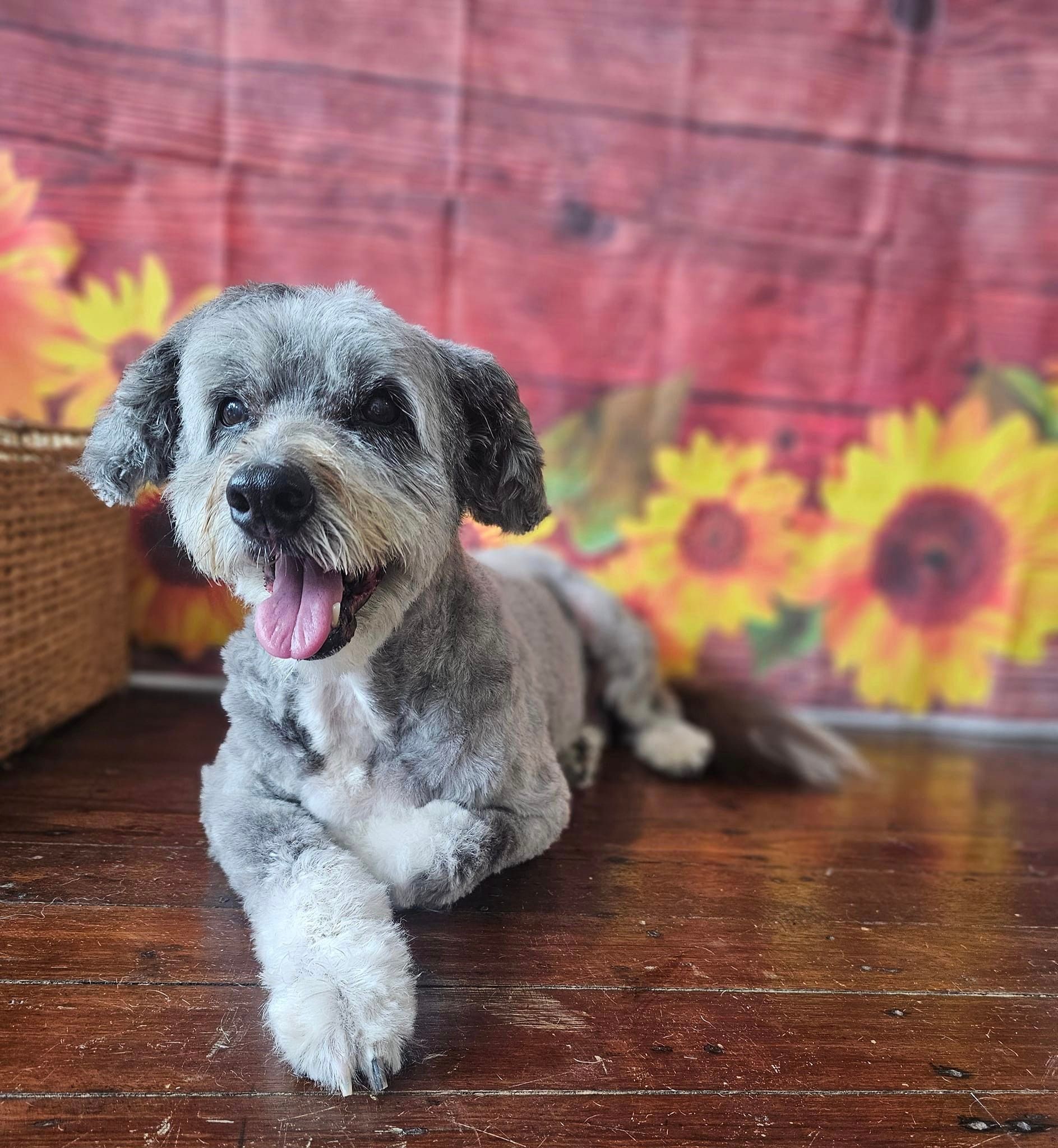 A Happy Dog — Professional Dog Grooming in Wauchope, NSW