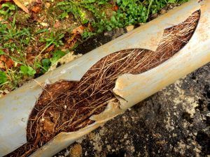 Cracked gray pipe filled with brown tree roots; outdoors, close-up.